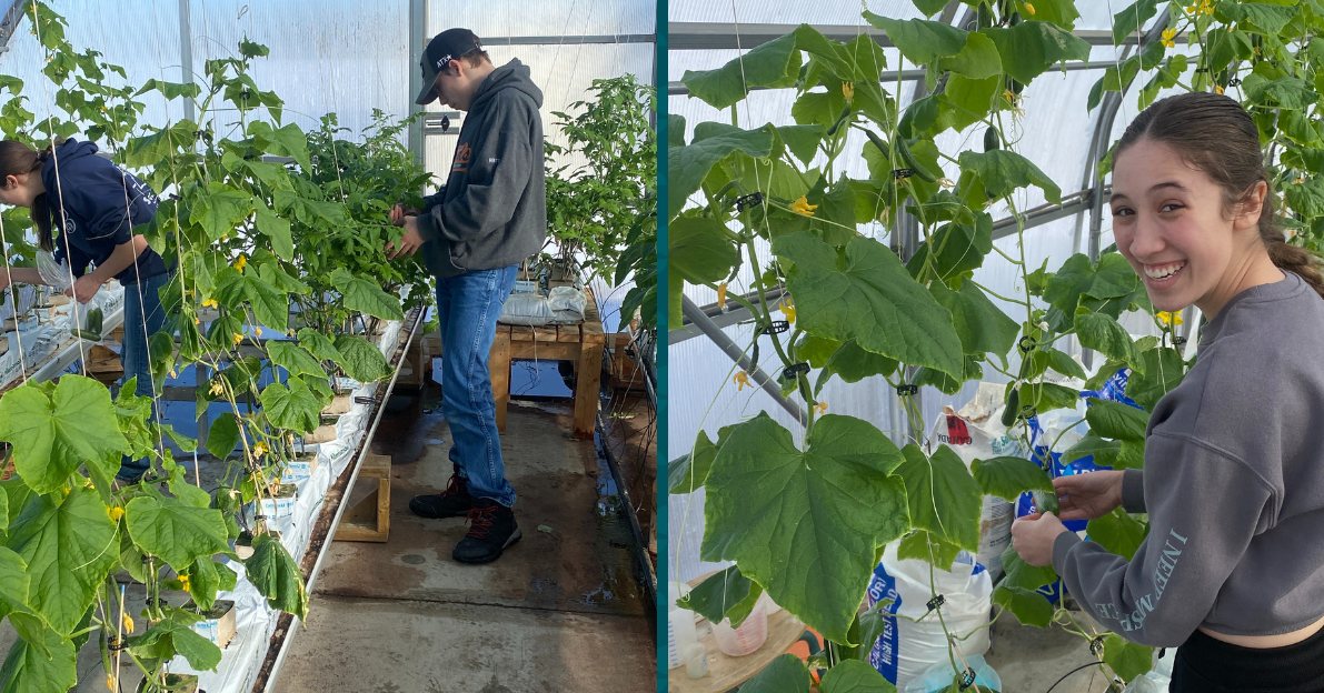 Gershaw Greenhouse NEWS